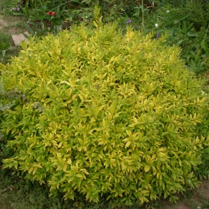 Саженец бирючины Пестролистной