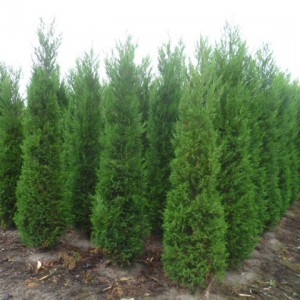 Саженец кипарисовика Лейланда 40-60 см