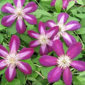 Саженец Клематиса Светлячок