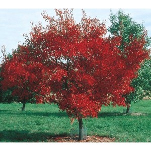 Саженец клёна Гиннала (60-100 см)