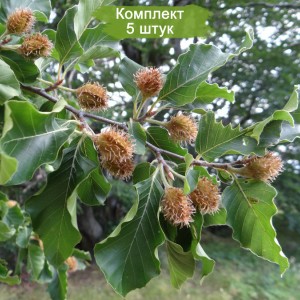 Сеянцы бука Восточного ( 10-15 см) -  комплект 5 шт.