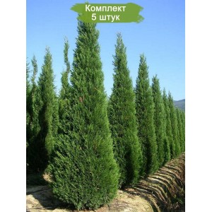 Саженцы кипарисовика Лейланда (от 25 см) -  комплект 5 шт.