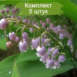 Луковицы ландыша садового Розеа (Rosea) -  комплект 5 шт.