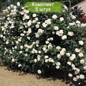 Саженцы плетистой розы Айсберг Клайминг / Айсберг Клаймбинг (Iceberg Climbing) -  комплект 5 шт.