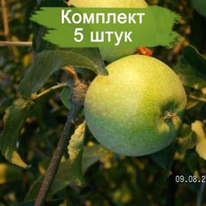 Саженцы яблони Кутузовец -  комплект 5 шт.