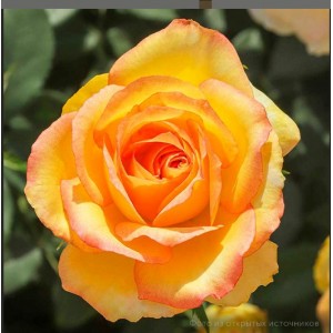 Комплект 5шт/Роза чайно-гибридная «Сальвадор»