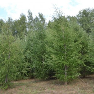 Саженец лиственницы Европейской 100-150 см