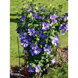Саженец Гибискуса Blue Bird