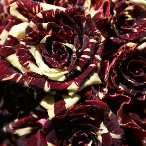 Саженец плетистой розы Тигровая