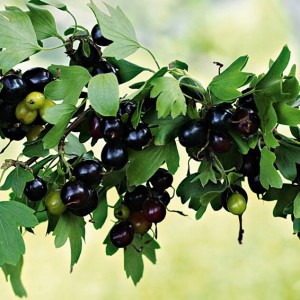 Саженец смородины золотистой  Барнаульская