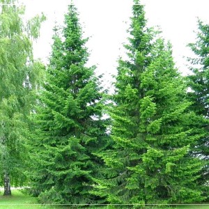 Саженец лиственницы Сибирской (20-50 см)