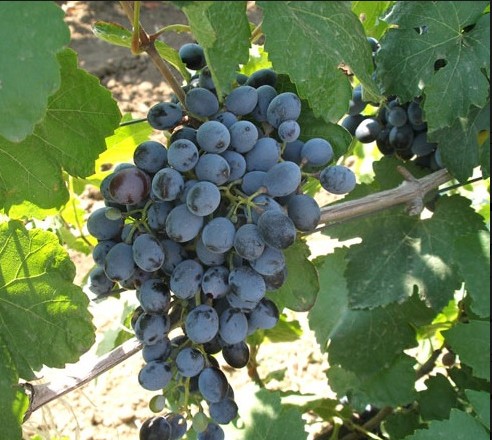 Виноград Данко