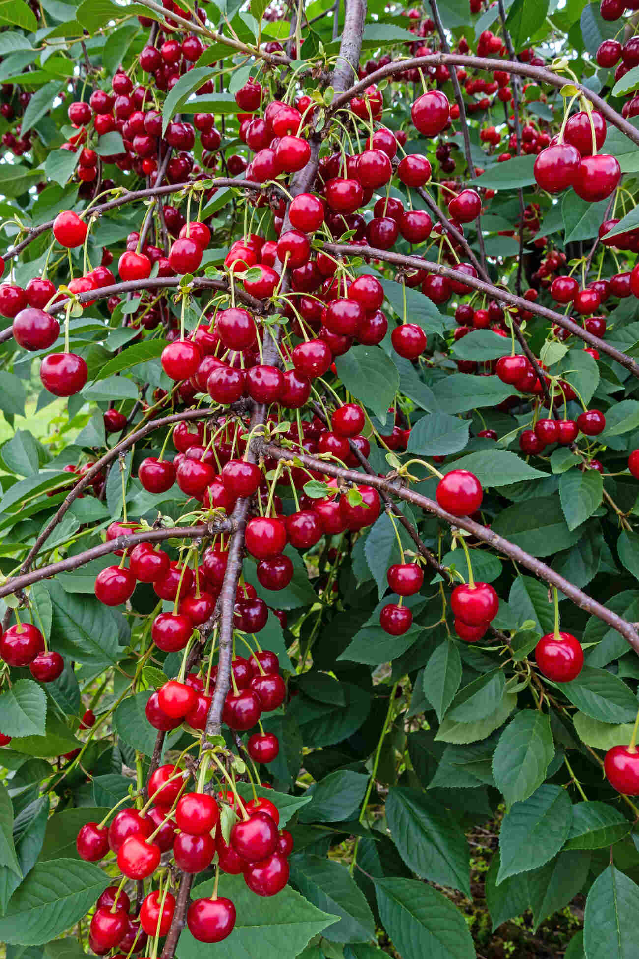 Вишня Памяти Вавилова