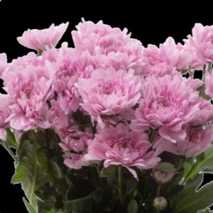 Хризантема Калимба