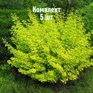 Комплект 5шт / Барбарис Ауреа