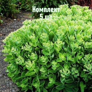 Комплект 5шт / Очиток (седум) видный Кристал Пинк