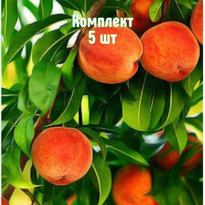 Комплект 5шт / Персик Золотой юбилей