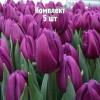 Комплект 5шт / Тюльпан Пурпл Леди