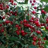 Комплект 5шт / Вишня Мелодия